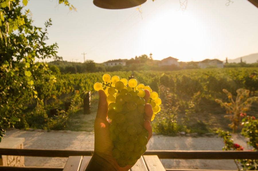 woman keeping a bunche of grapes in the sunshine and Klima Grampsa vineyards background